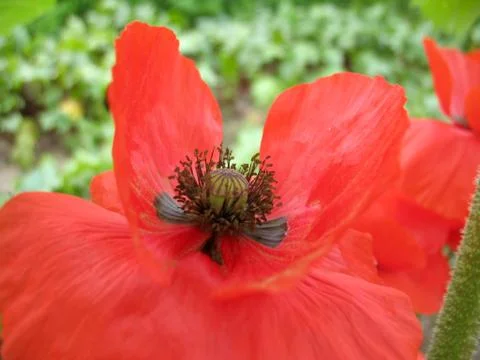 Red flowers Stock Photos