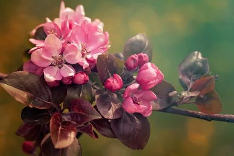 Red flowers Free Stock Photos