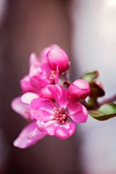Red flowers Foto stock gratuite