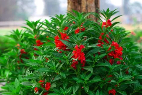 Red flowers Stock Photos
