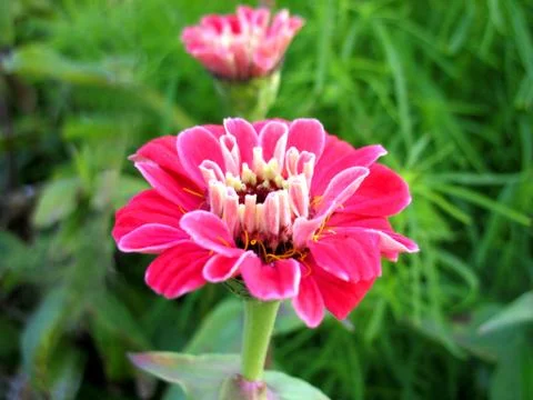 Red flowers Stock Photos