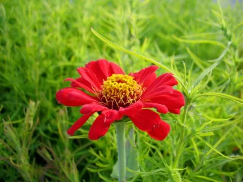 Red flowers Stock Photos