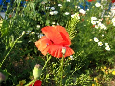 Red flowers Stock Photos