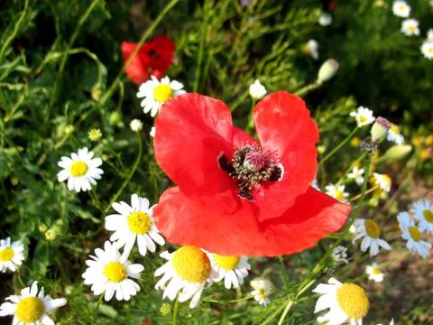 Red flowers Stock Photos