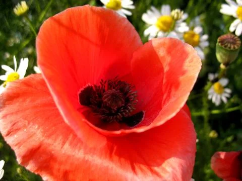 Red flowers Stock Photos