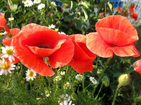 Red flowers Stock Photos