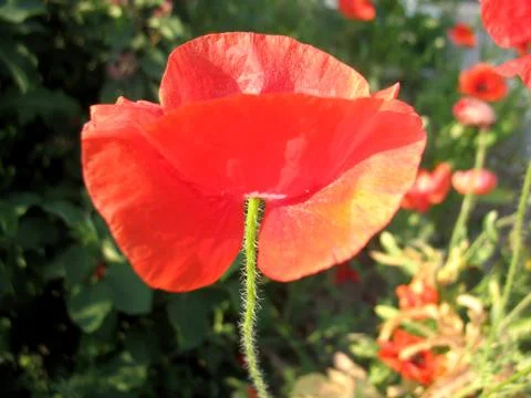 Red flowers Stock Photos
