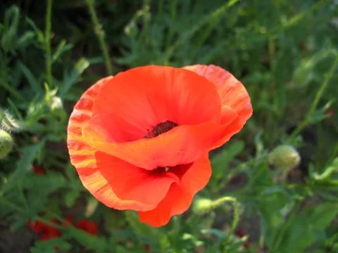 Red flowers Stock Photos