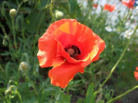 Red flowers Stock Photos