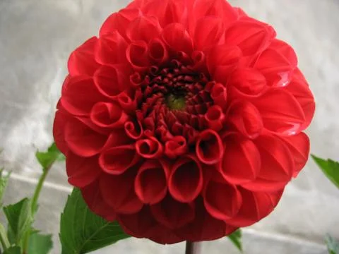 Red flowers Stock Photos