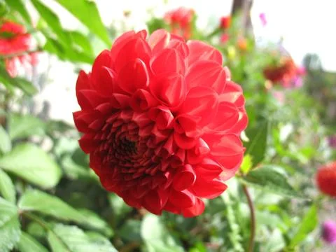Red flowers Stock Photos