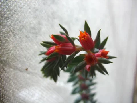 Red flowers Stock Photos