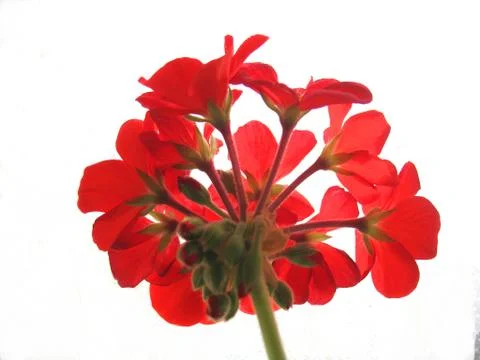 Red flowers Stock Photos