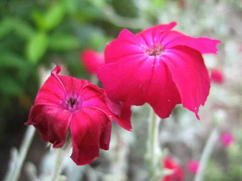 Red flowers Stock Photos