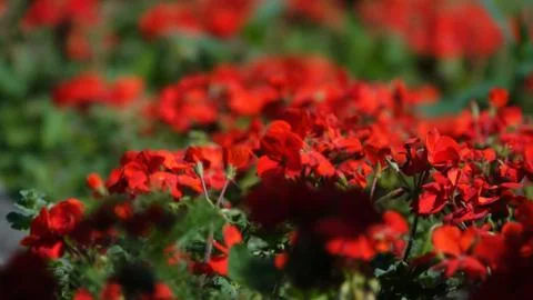 Red flowers Stock Photos