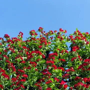 Red flowers Stock Photos