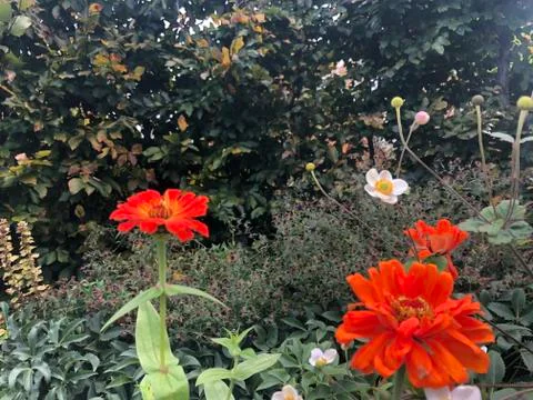 Red flowers 스톡 사진