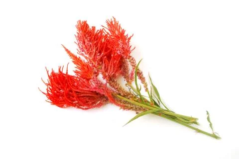 Red flowers. Stock Photos