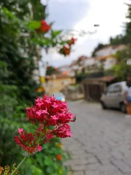 Red Flowers Foto stock