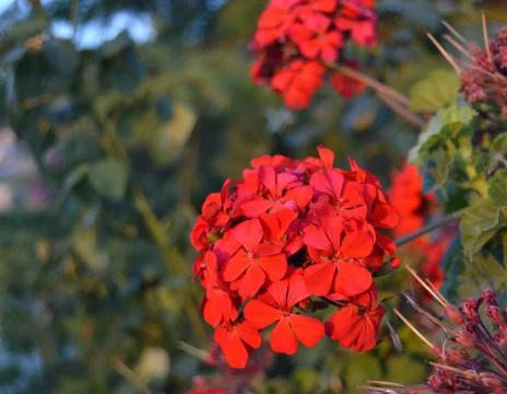 Red flowers Stock Photos