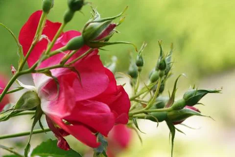 Red flowers. Stock Photos