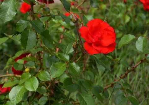 Red flowers Stock Photos