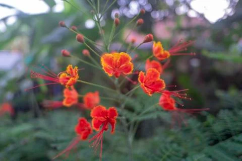 Red flowers Stock Photos
