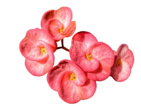 Red flowers Stock Photos