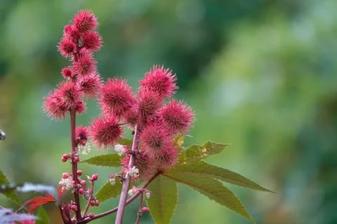 Red flowers 库存照片