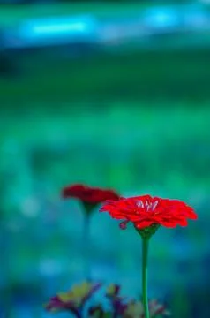 Red flowers Stock Photos