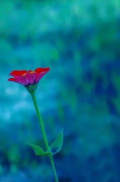 Red flowers Stock Photos