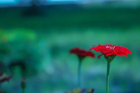 Red flowers Stock Photos