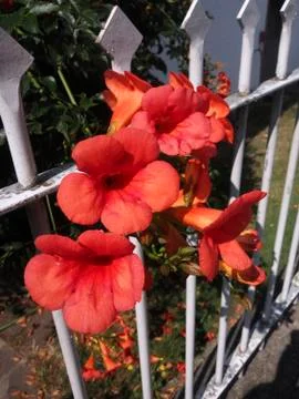 Red flowers Foto stock
