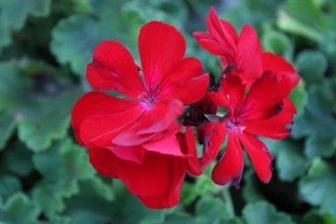 Red flowers Stock Photos