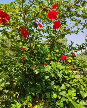 Red Flowers 写真素材
