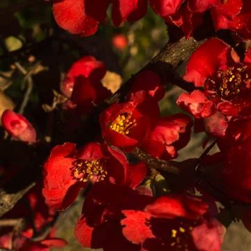 Red flowers Stock Photos