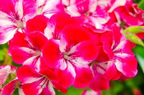 Red flowers Stock Photos