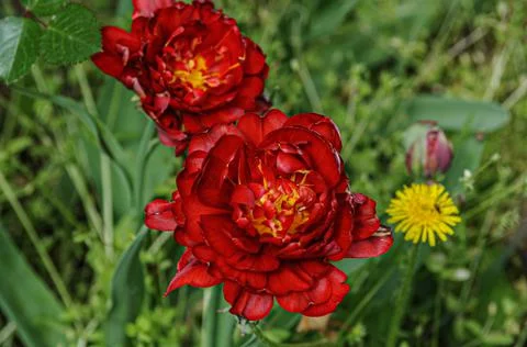Red Flowers Stock Photos