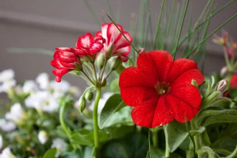 Red Flowers Stock Photos