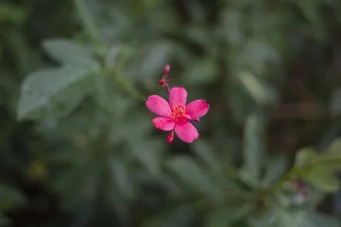 The red flowers Stock Photos