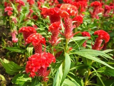 Red flowers Stock Photos