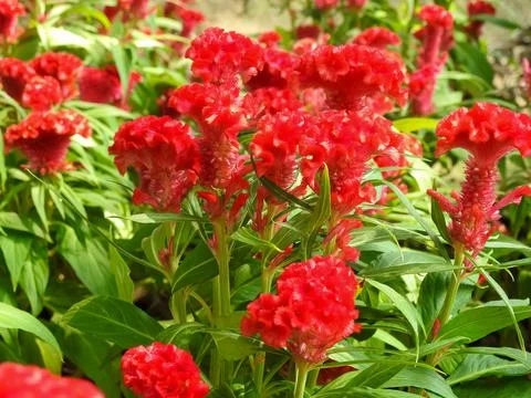 Red flowers Stock Photos