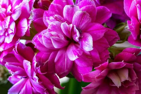 Red flowers Foto stock