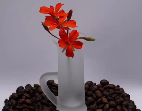 Red flowers Stock Photos