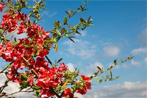 RED FLOWERS Stock Photos