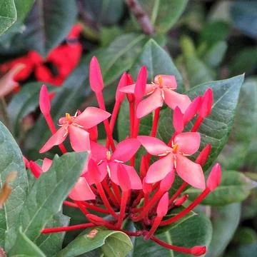 Red flowers Stock Photos