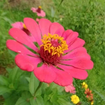 Red flowers Stock Photos