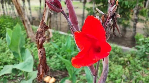 Red flowers Foto stock