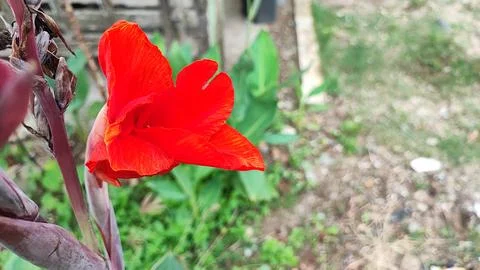 Red flowers Stock-Fotos