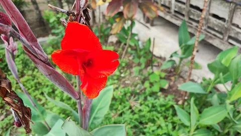 Red flowers Foto stock
